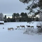 Lapland Log Retreat * 로바니에미