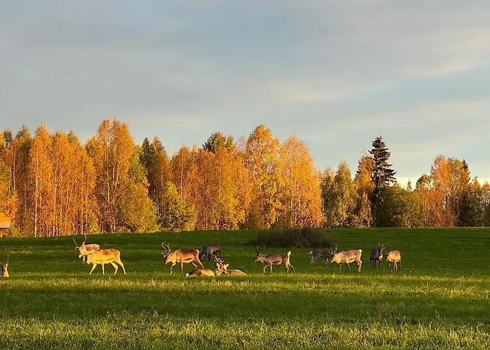 Lapland Log Retreat * Rovaniemi