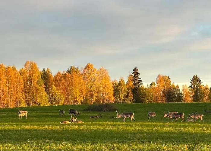 Tatil Evi Lapland Log Retreat
